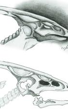 Untaki Head Study